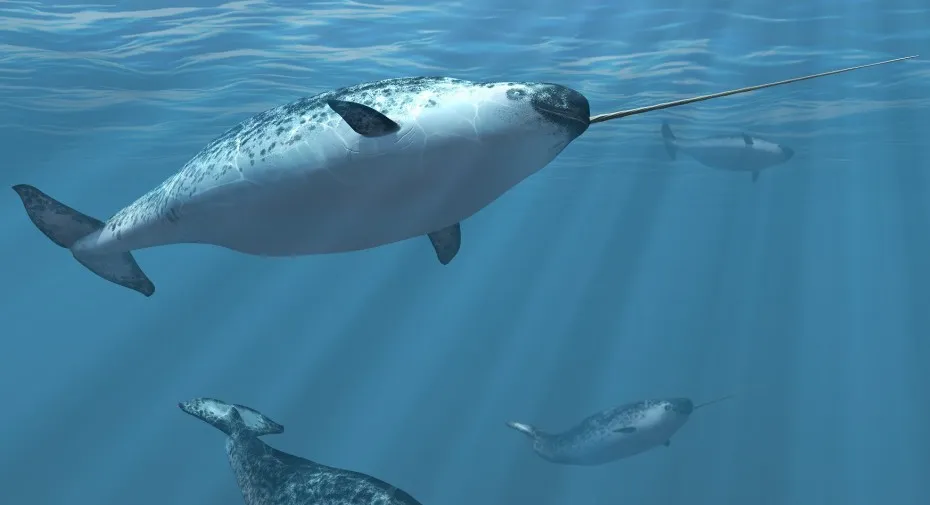 Forget unicorns — it’s all about the narwhal